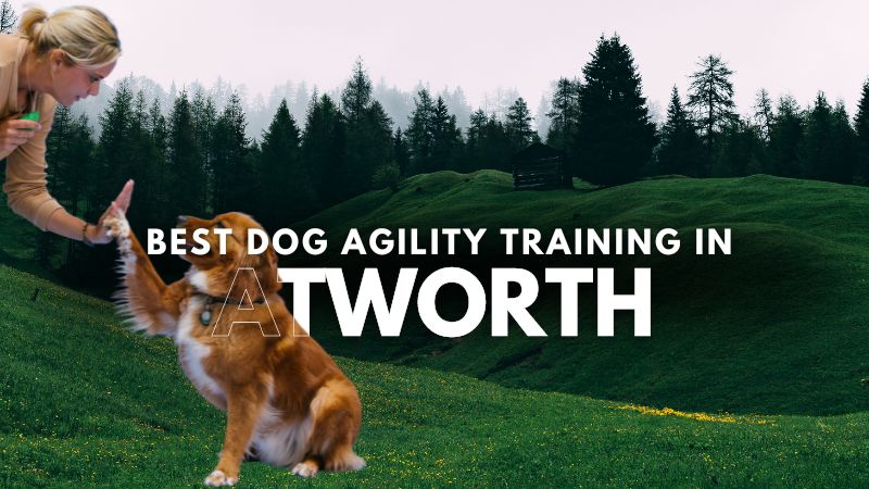 Best Dog Agility Training in Atworth