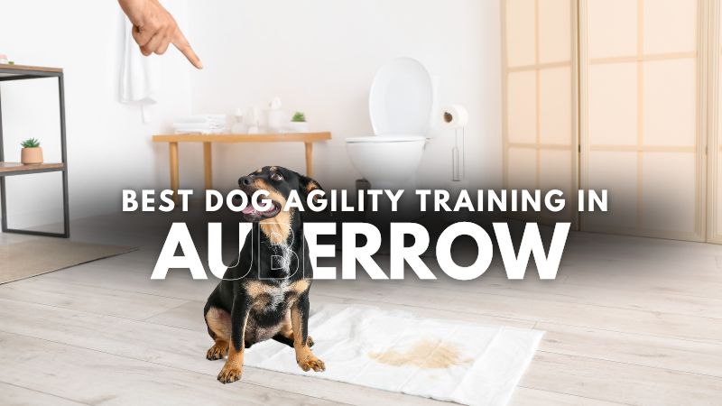 Best Dog Agility Training in Auberrow