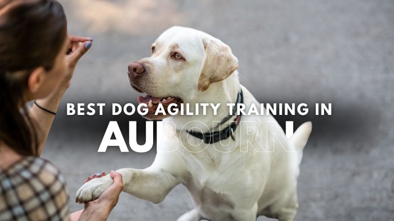 Best Dog Agility Training in Aubourn