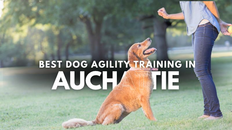 Best Dog Agility Training in Auchattie