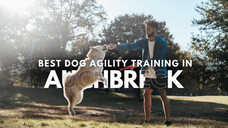 Best Dog Agility Training in Auchbreck
