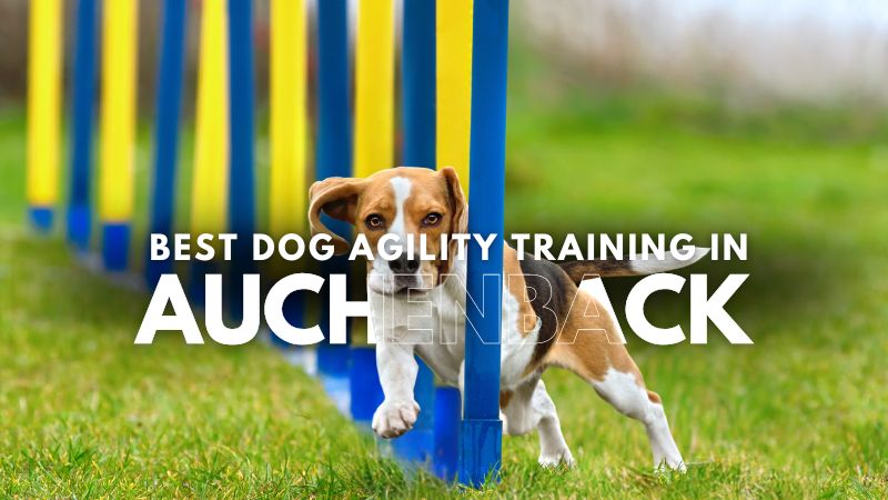 Best Dog Agility Training in Auchenback