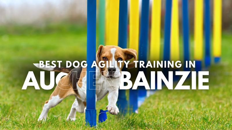 Best Dog Agility Training in Auchenbainzie