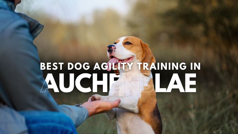 Best Dog Agility Training in Auchenblae