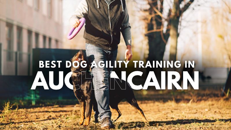 Best Dog Agility Training in Auchencairn