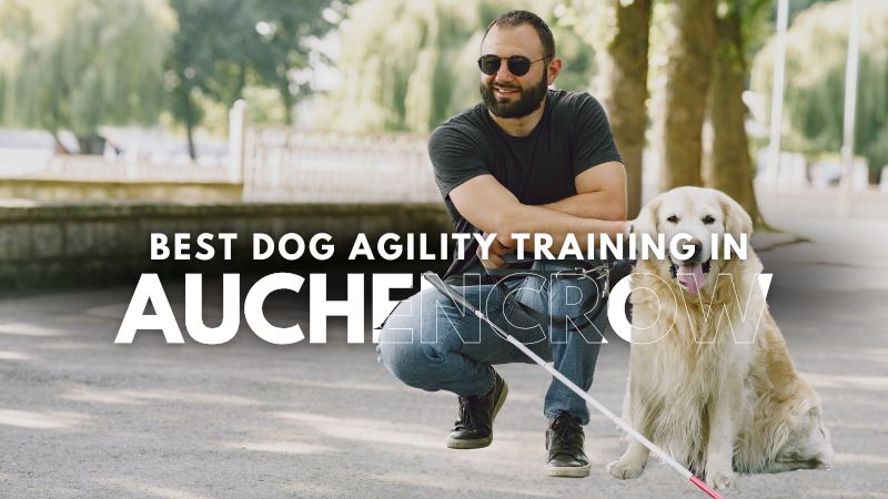 Best Dog Agility Training in Auchencrow