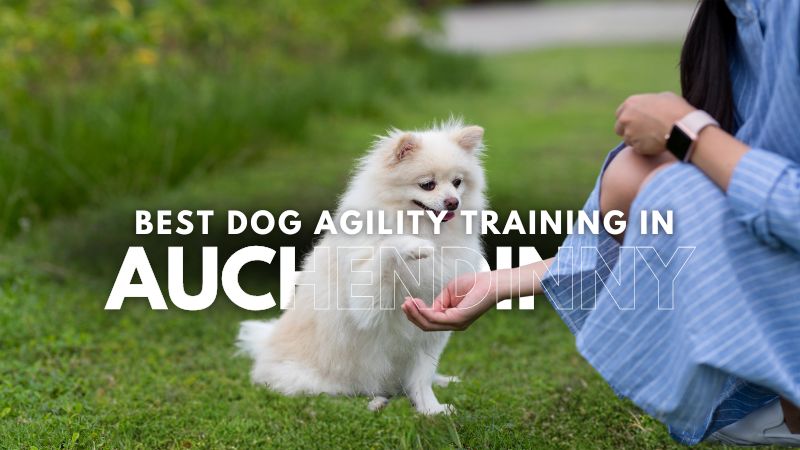 Best Dog Agility Training in Auchendinny