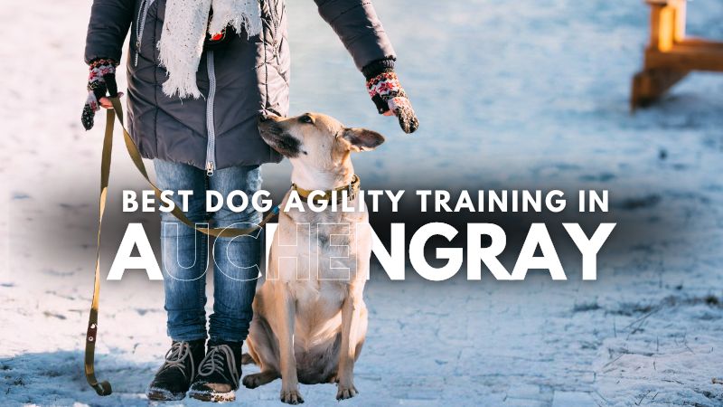 Best Dog Agility Training in Auchengray