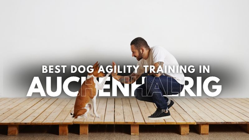 Best Dog Agility Training in Auchenhalrig