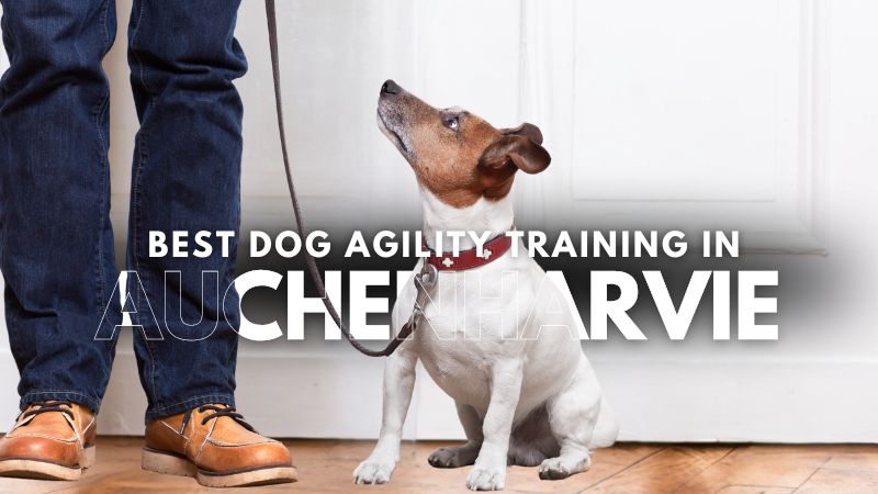 Best Dog Agility Training in Auchenharvie