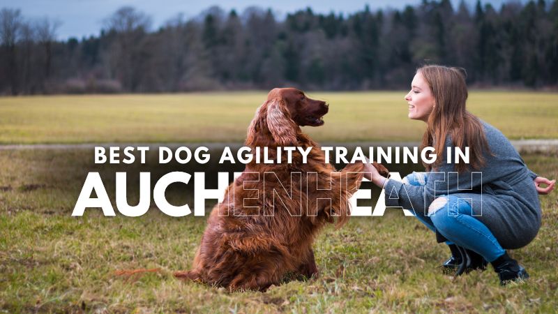 Best Dog Agility Training in Auchenheath