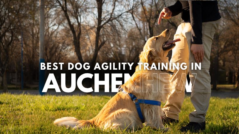 Best Dog Agility Training in Auchenhew