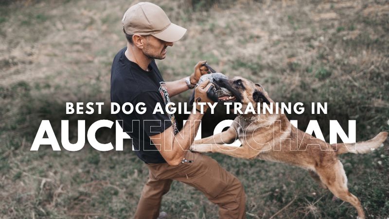Best Dog Agility Training in Auchenlochan