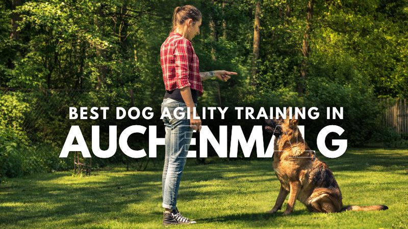 Best Dog Agility Training in Auchenmalg