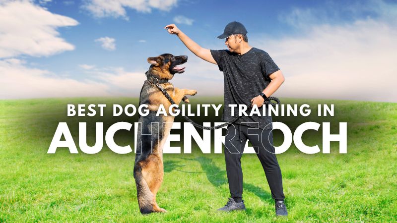 Best Dog Agility Training in Auchenreoch