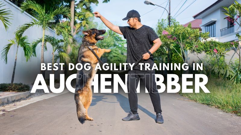 Best Dog Agility Training in Auchentibber