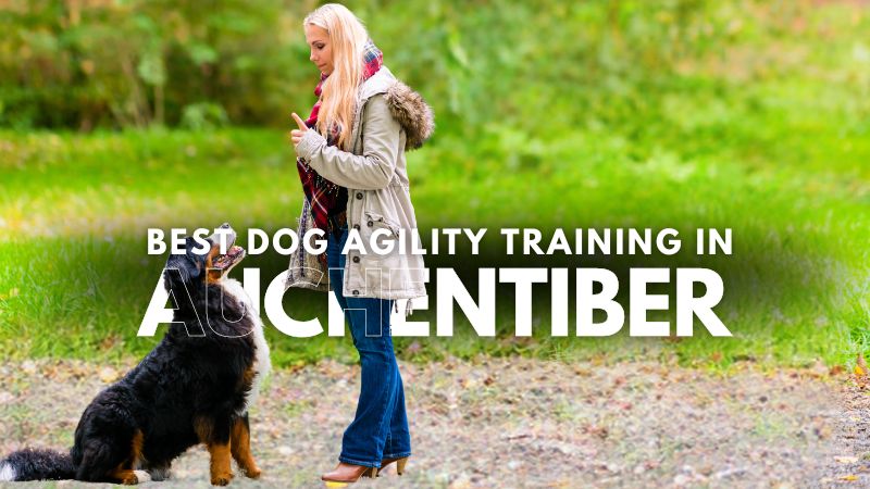 Best Dog Agility Training in Auchentiber