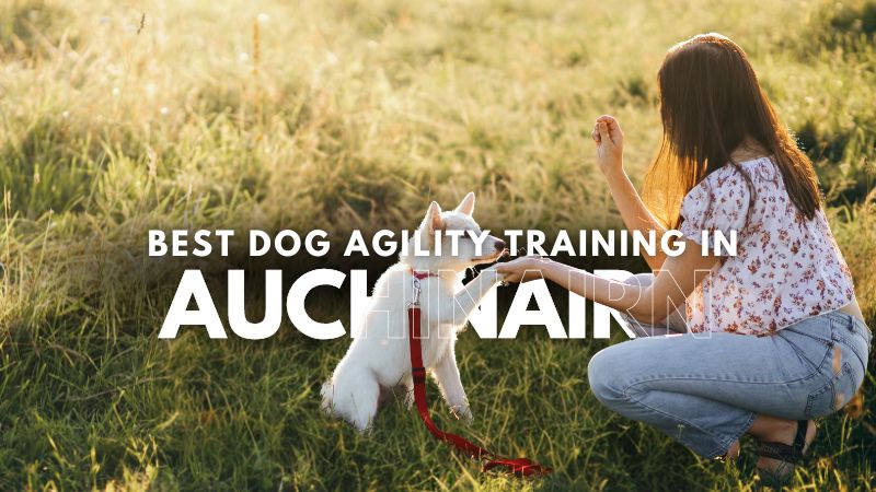 Best Dog Agility Training in Auchinairn