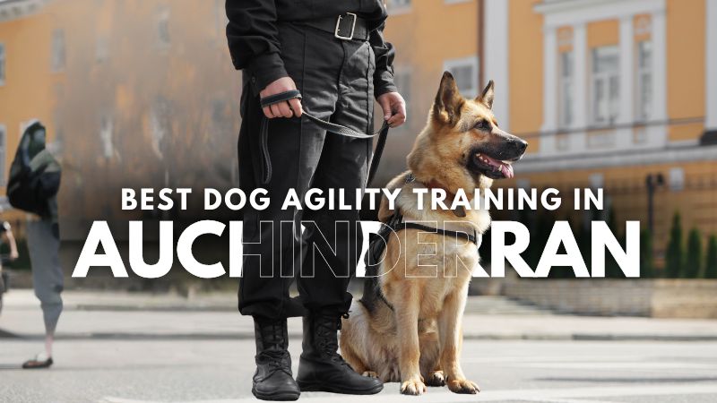 Best Dog Agility Training in Auchinderran