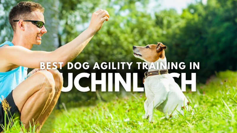 Best Dog Agility Training in Auchinloch