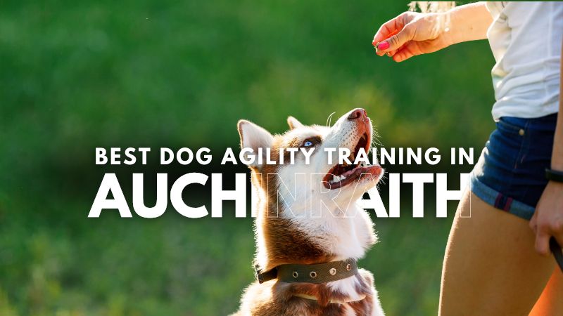 Best Dog Agility Training in Auchinraith