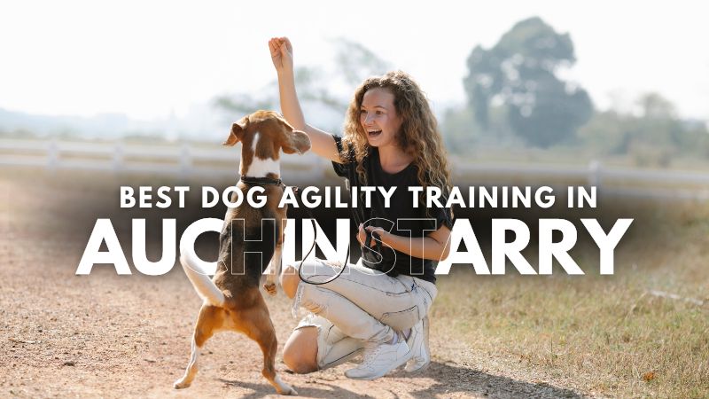 Best Dog Agility Training in Auchinstarry