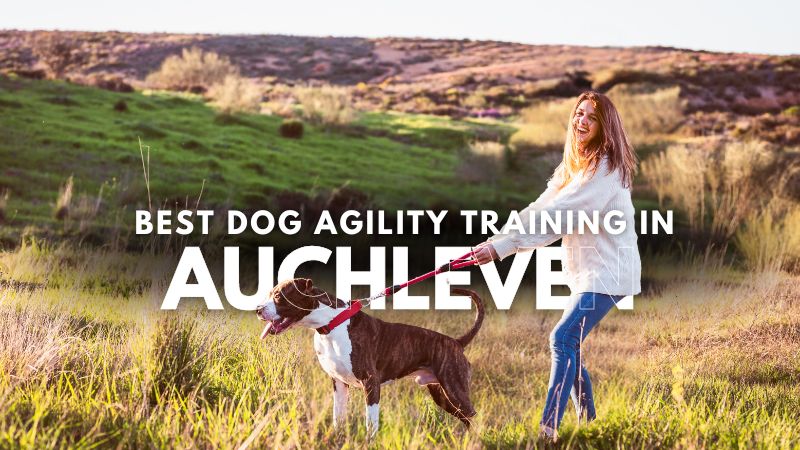 Best Dog Agility Training in Auchleven