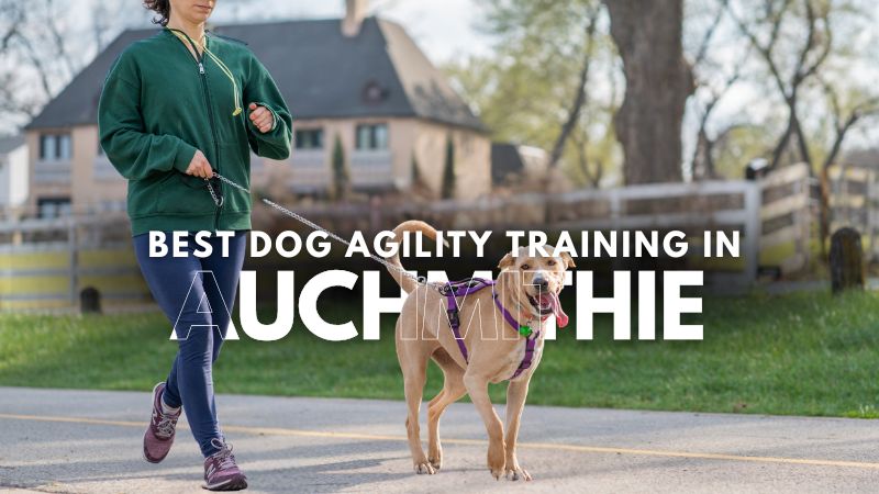 Best Dog Agility Training in Auchmithie