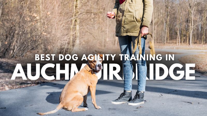 Best Dog Agility Training in Auchmuirbridge