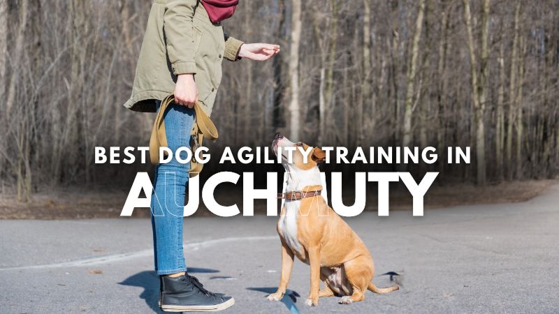 Best Dog Agility Training in Auchmuty