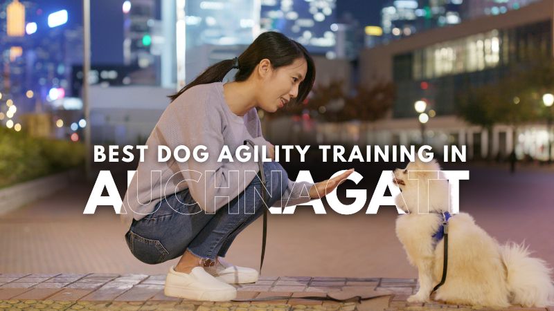 Best Dog Agility Training in Auchnagatt