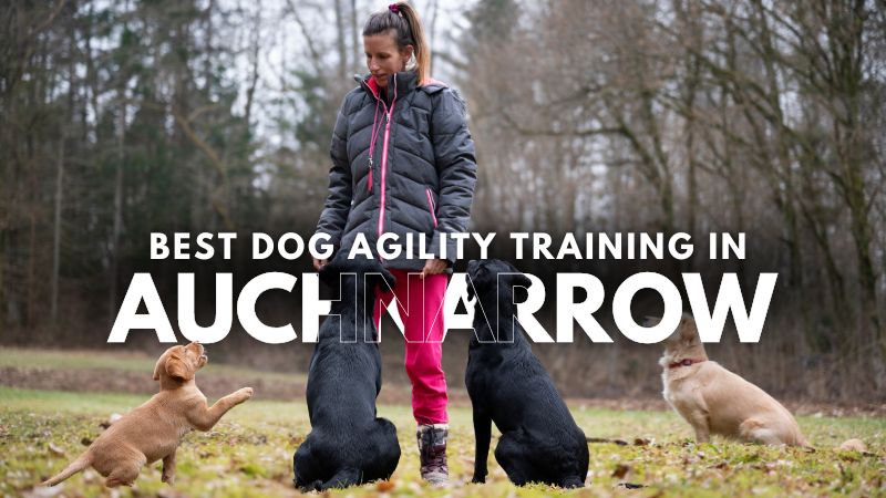 Best Dog Agility Training in Auchnarrow