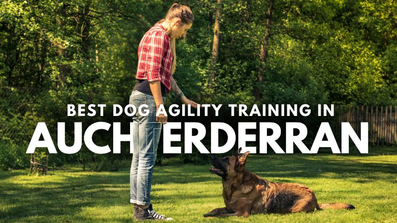 Best Dog Agility Training in Auchterderran