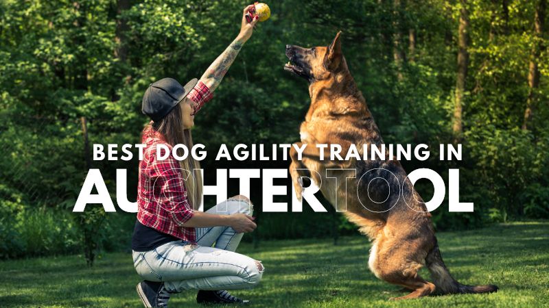 Best Dog Agility Training in Auchtertool