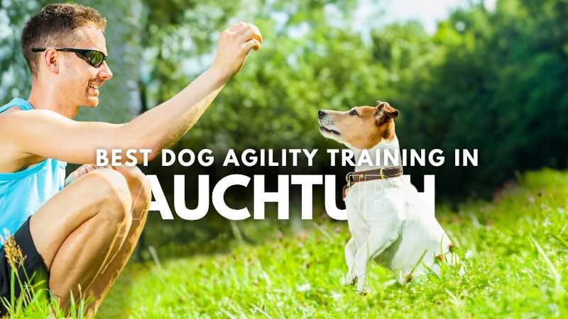 Best Dog Agility Training in Auchtubh