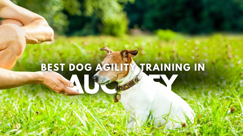 Best Dog Agility Training in Auckley