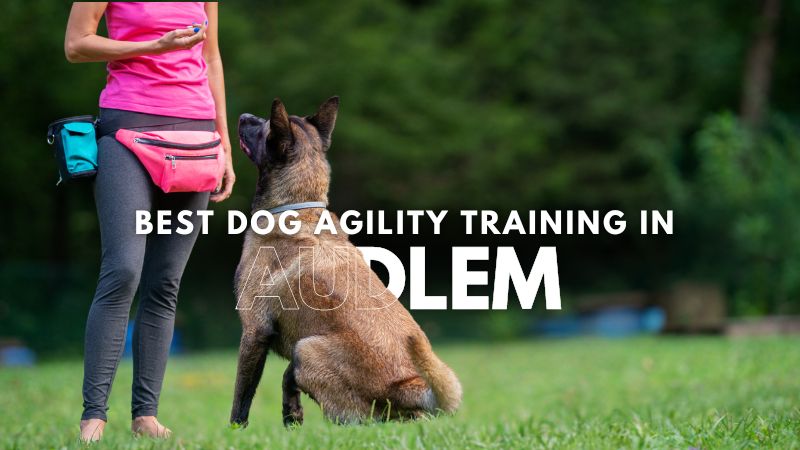 Best Dog Agility Training in Audlem