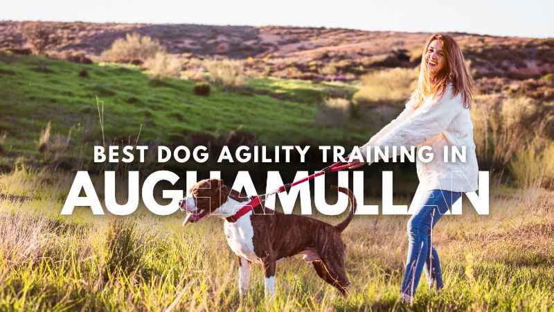 Best Dog Agility Training in Aughamullan