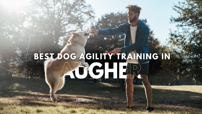 Best Dog Agility Training in Augher