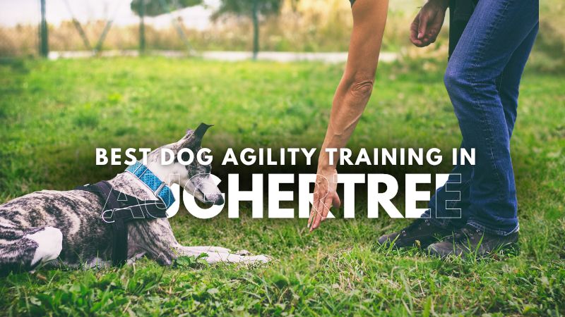 Best Dog Agility Training in Aughertree