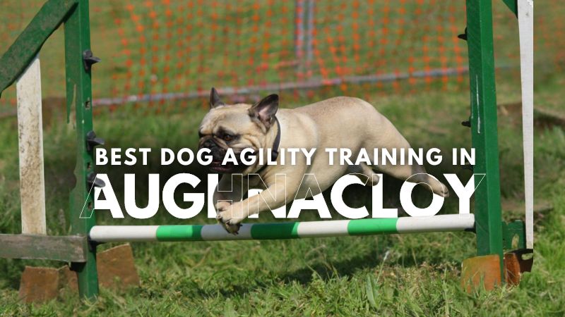 Best Dog Agility Training in Aughnacloy