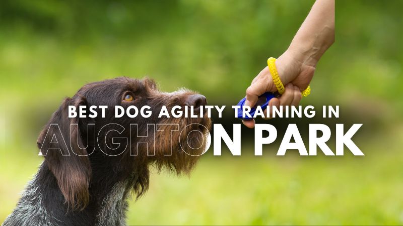 Best Dog Agility Training in Aughton Park