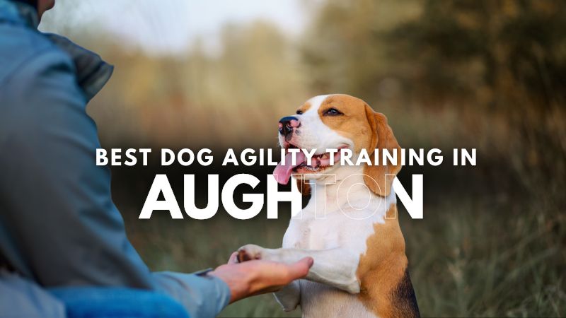 Best Dog Agility Training in Aughton