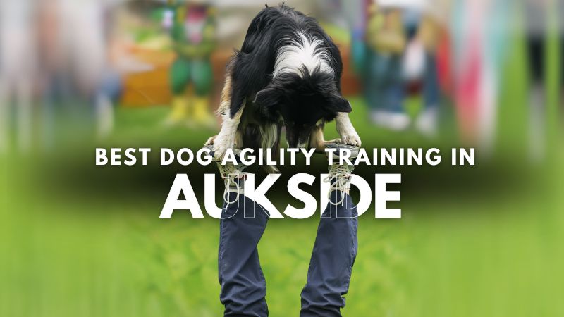 Best Dog Agility Training in Aukside