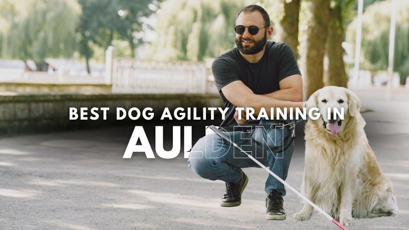 Best Dog Agility Training in Aulden