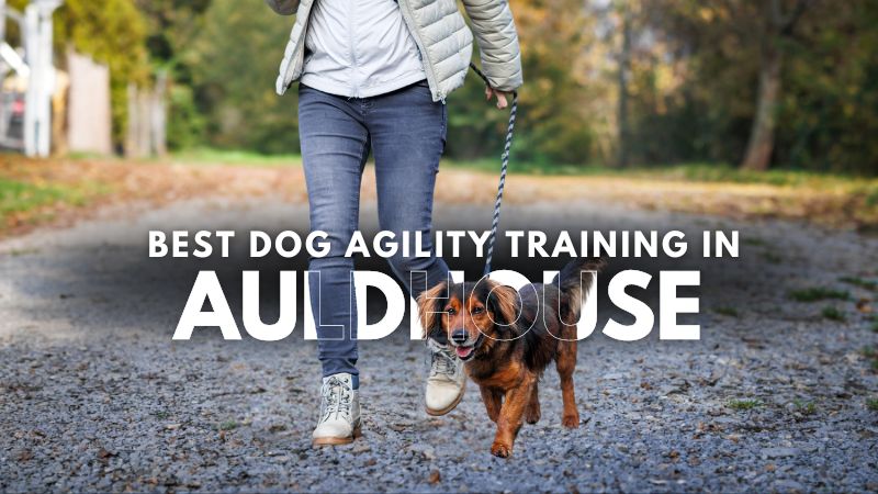 Best Dog Agility Training in Auldhouse