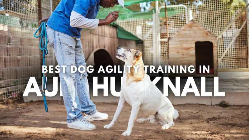 Best Dog Agility Training in Ault Hucknall