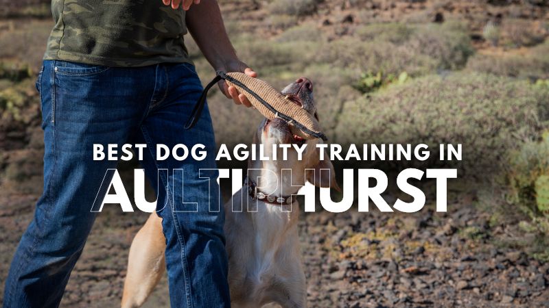 Best Dog Agility Training in Aultiphurst