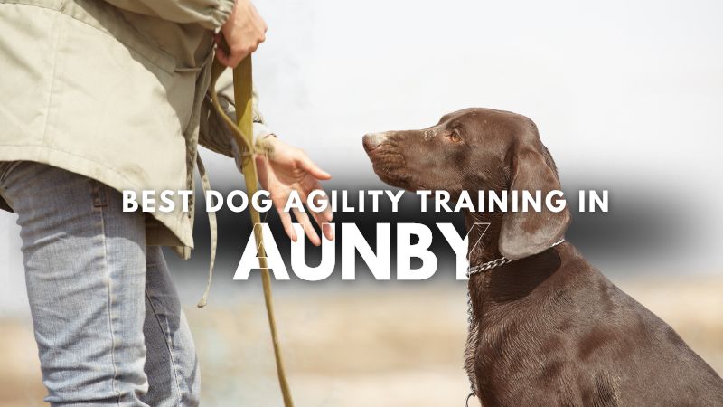 Best Dog Agility Training in Aunby