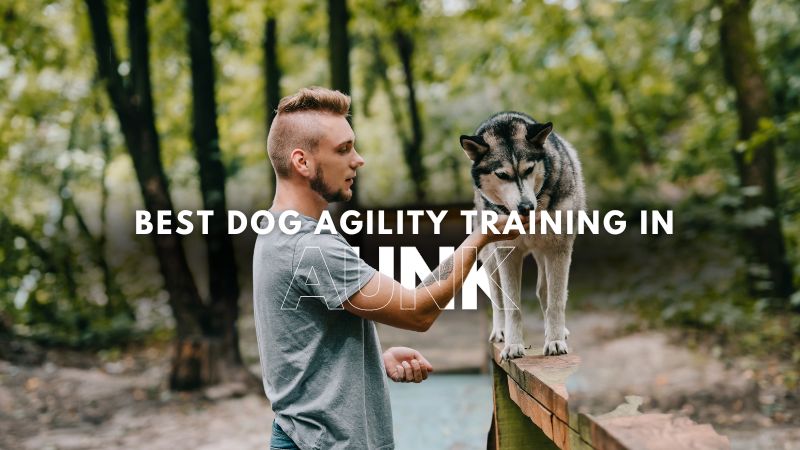 Best Dog Agility Training in Aunk